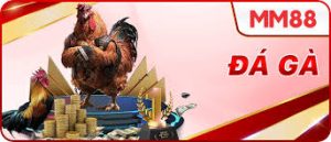 Mẹo chơi gà chọi qua màu lông