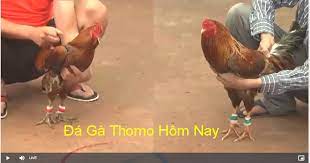 Đá Gà Thomo – Trường Gà Biên Giới Nổi Tiếng Nhất Đông Nam Á 1 Đá gà Thomo - sân chơi quen thuộc của mọi cược kê