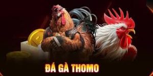 Đá gà Thomo trường gà nổi tiếng