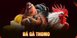 Đá Gà Thomo – Trường Gà Biên Giới Nổi Tiếng Nhất Đông Nam Á 1 Đá gà Thomo trường gà nổi tiếng