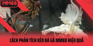 Bí quyết để luôn win dành cho kê thủ